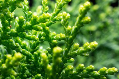 Makro fotoğraf Thuj Orientali mazı yaprağı