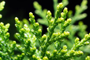 Makro fotoğraf Thuj Orientali mazı yaprağı