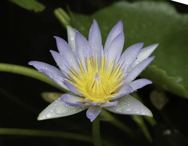 Mor Nilüfer Veya Lotus Bulanık Yeşil Yaprakları Ile — Stok fotoğraf