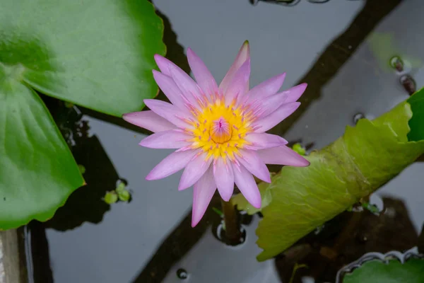 Pembe Nilüfer Havuzda Lotus — Stok fotoğraf