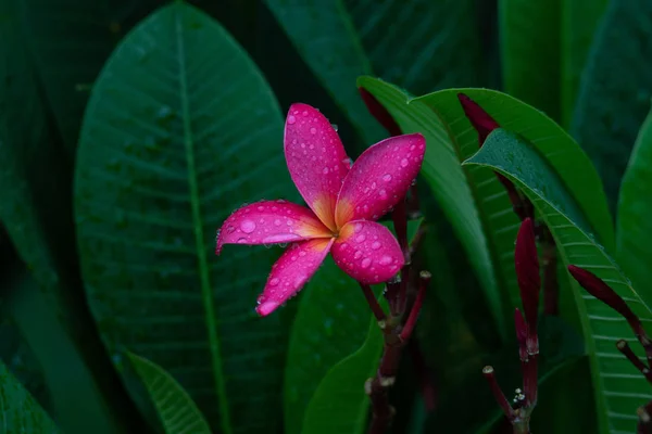 Flor Rosa Como Plumeria Folhas Verdes Com Gotas Chuva — Fotografia de Stock