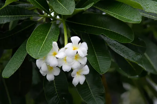 白花如鸡蛋 绿叶有雨滴 — 图库照片