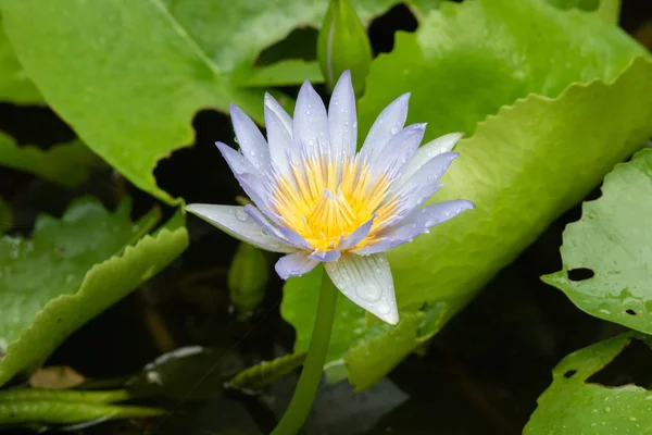 Mor Nilüfer Havuzda Lotus — Stok fotoğraf