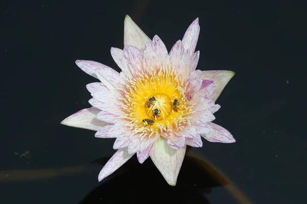 Close Pink Water Lily Many Bees Looking Nectar — Stock Photo, Image