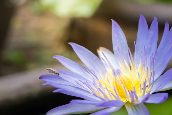 Makro Fotoğrafçılık Gölet Lotus Mor Nilüfer — Stok fotoğraf