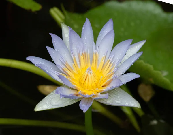 Mor Nilüfer Havuzda Lotus — Stok fotoğraf