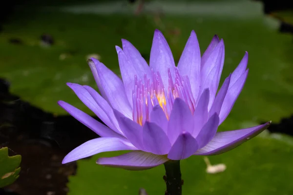 Mor Nilüfer Yakın Çekim Lotus — Stok fotoğraf