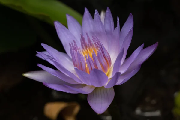 Mor Nilüfer Yakın Çekim Lotus — Stok fotoğraf