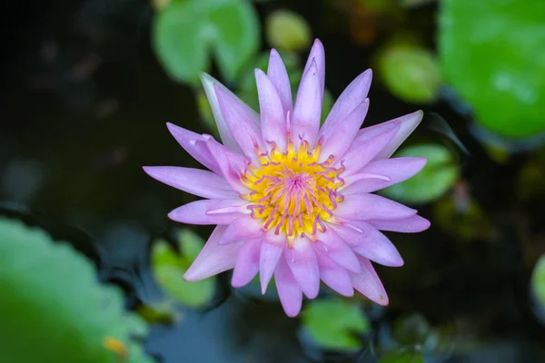 Nilüfer Havuzda Lotus Yakın Kadar — Stok fotoğraf