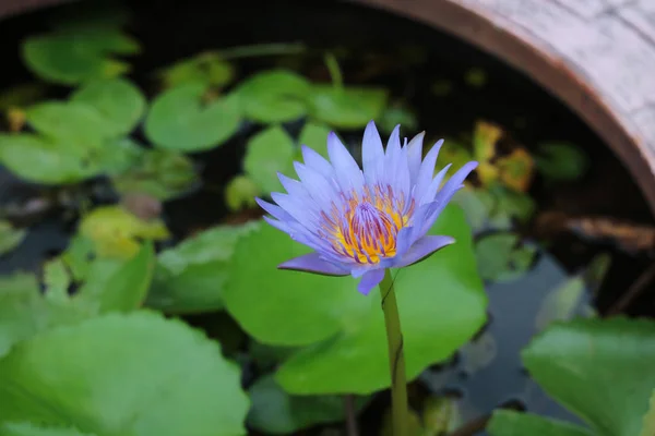 Tencerede Lotus Yakın Mor Nilüfer Kadar — Stok fotoğraf