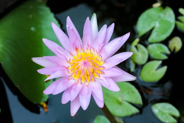 Pembe Nilüfer Havuzda Lotus Yakın Kadar — Stok fotoğraf