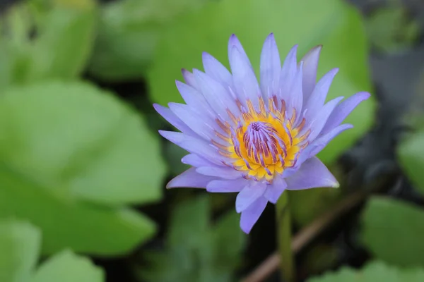 Havuzda Lotus Yakın Mor Nilüfer Kadar — Stok fotoğraf