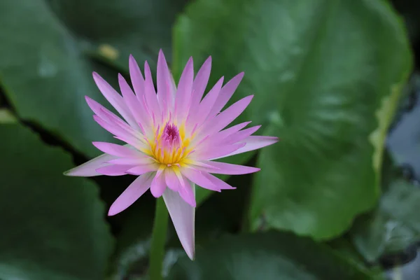 Pembe Nilüfer Havuzda Lotus Yakın Kadar — Stok fotoğraf