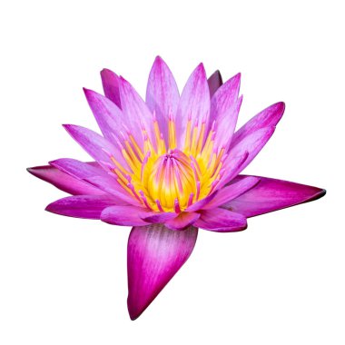 Nilüfer veya beyaz arka plan üzerinde ayrı tut çiçek lotus kırpma 