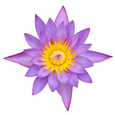 Nilüfer veya beyaz arka plan üzerinde ayrı tut çiçek lotus kırpma 