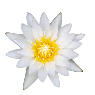 Nilüfer veya beyaz arka plan üzerinde ayrı tut çiçek lotus kırpma 