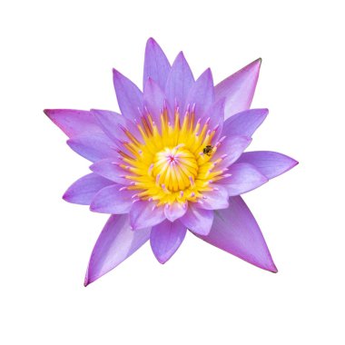 Nilüfer veya beyaz arka plan üzerinde ayrı tut çiçek lotus kırpma 