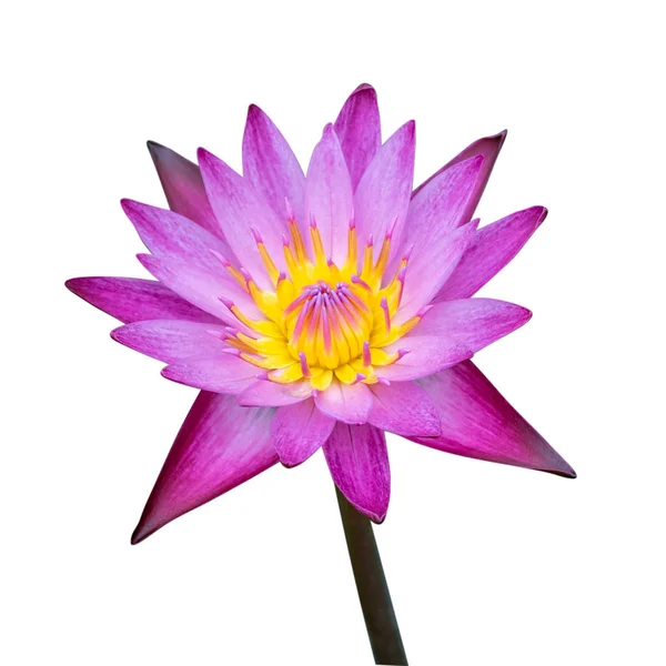 water lily or lotus flower isolate on white background,clipping