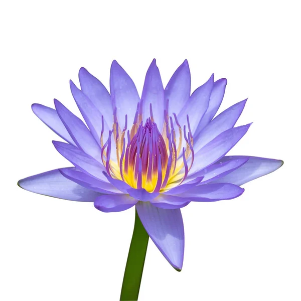 Purple Water Lily Lotus Flower Isolate White Background Clipping Stock Photo