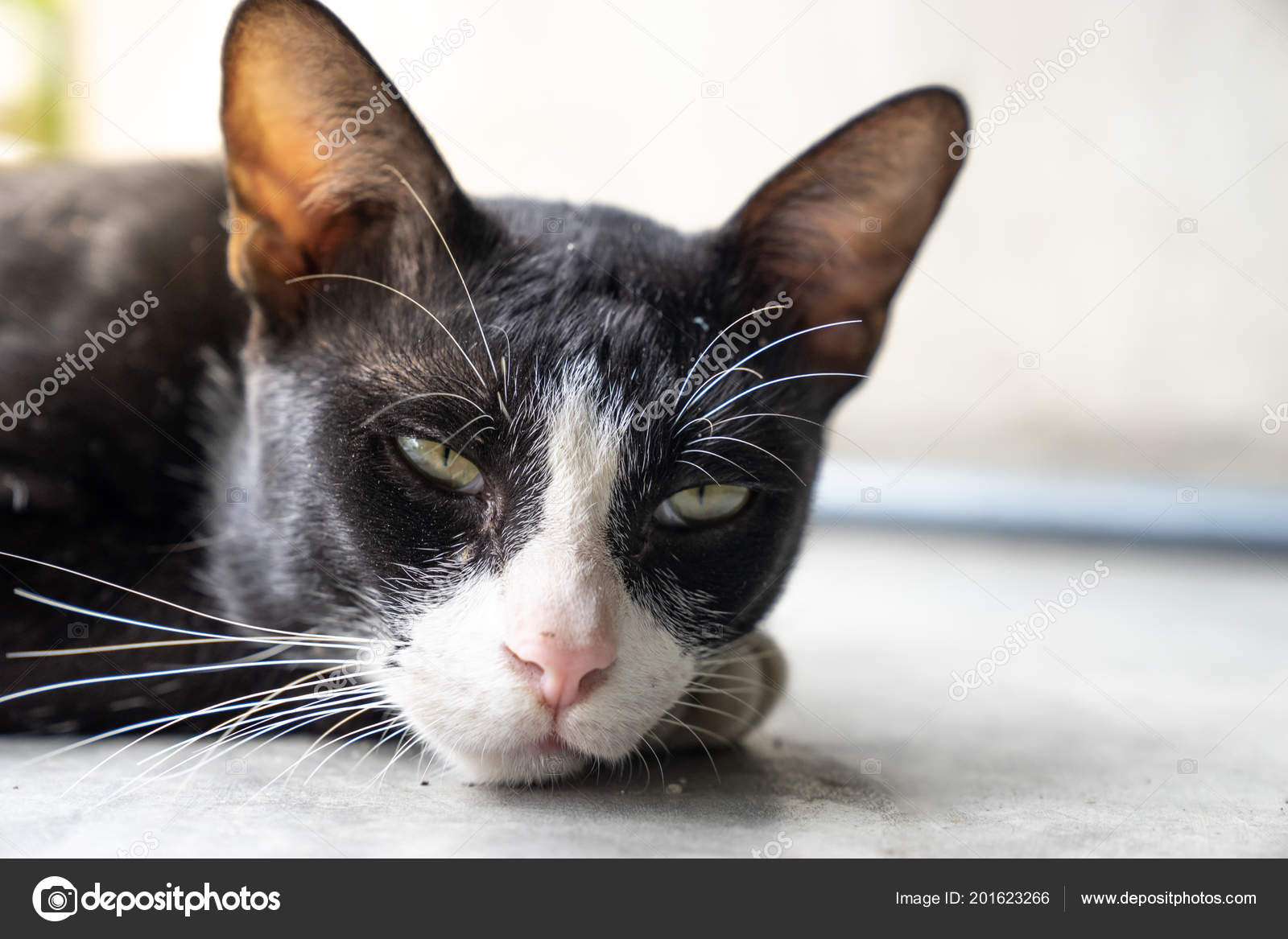 Süßes Verschlafene Gesicht Schwarze Katze Mit Rosa Nase