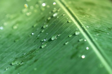 Closeup seçici yumuşak odak yağmur damla yeşil muz yaprak yüzeyinde, yağmur damlacıkları