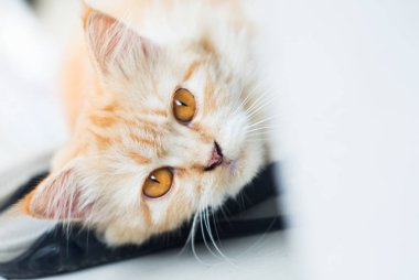 Beyaz arka planda turuncu gözlü Turuncu surat kedi kadar kapatın