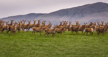 Grup Yeni Zelanda tepede duran vahşi geyik