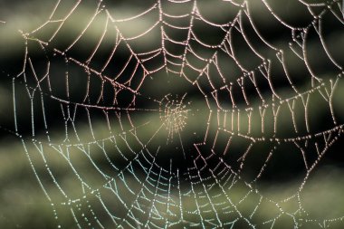 bulanık spiderweb su yağmur damlacıkları ile. Örümcek ağı çiğ içinde bırakır. Cadılar Bayramı için arka plan