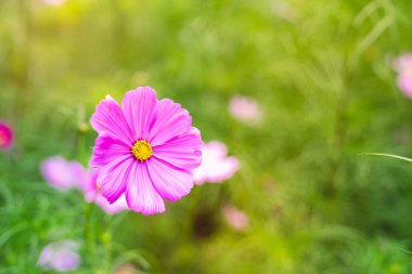 üstten görünüm ufuk taze pembe papatya çiçek bahçesinde