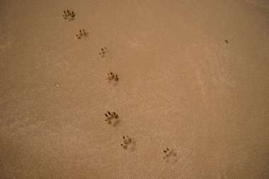 ayak izleri bir küçük köpek izler üzerinde kopya alanı için metin ile ıslak kum plaj