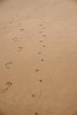 insan ve ıslak kum Plajı üzerinde yürüdü bir küçük köpek çıplak ayak izleri