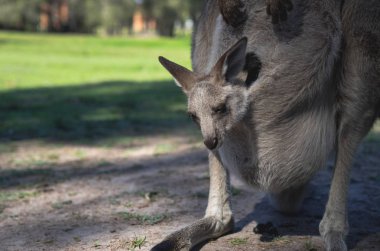 joey ya da bebek kanguru annemin göbek açık torbaya Park, yakın çekim