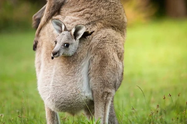Canguro Selvaggio Australiano Nella Borsa Anteriore Una Mamma Vicino — Foto Stock