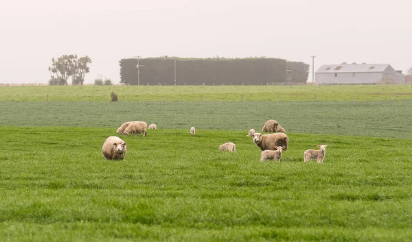 Uma Família Ovelhas Brancas Estão Paisagem Campo Verde Nova Zelândia — Fotografia de Stock