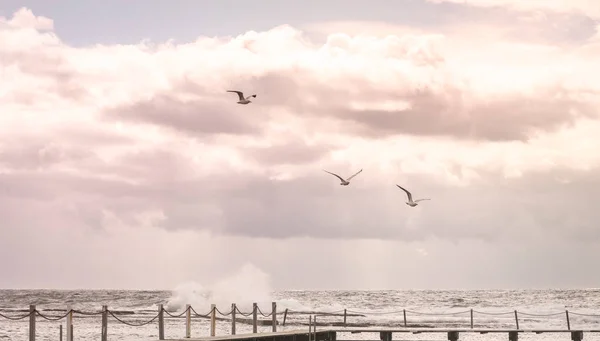Trois Oiseaux Blancs Volent Dessus Grande Mer Des Vagues Sous — Photo
