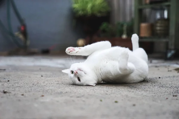 A playful white cat lying on concrete floor — Stock Photo, Image