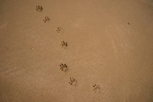 footprints of a small dog tracks on wet sand beach with copy space for text