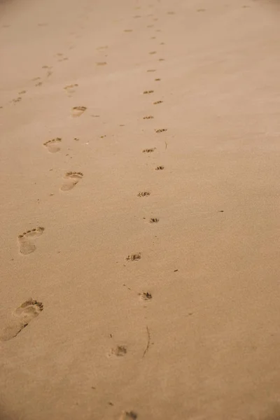 Bare Footprints Human Small Dog Walked Wet Sand Beach Stock Photo
