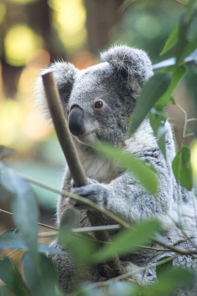 a sleepy panda on a boomboo tree