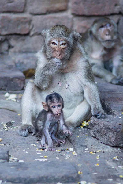 원숭이 원숭이 어머니 원숭이 앉아서 구체적인 바닥에 — 스톡 사진