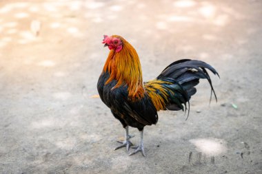 Geriye bakınca arkadan görünüş Evcil hayvan olarak bir horoz tavuk