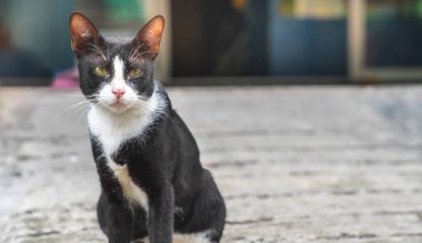 küçük siyah kedi beton zemin üzerinde oturan beyaz yakalı işareti sokak kedisi ile yakın çekim