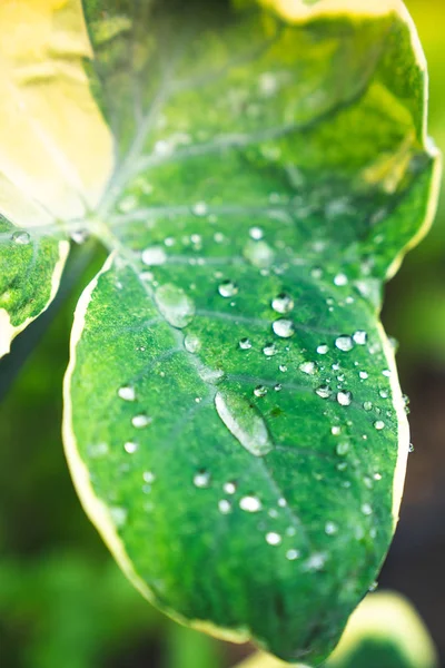 raindrops on tropical leave  close up