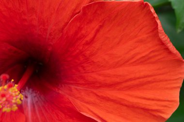 turuncu hibicus çiçek, tropikal çiçek dokusuna kadar kapatın