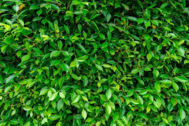 Yeşil yapraklar desen arkaplanı