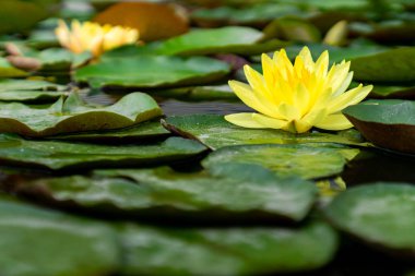 Yeşil yaprakları tam havuzda güzel sarı lotus çiçeği