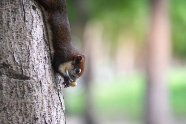 Bir sincap Ağaç gövdesinde fındık yemek.
