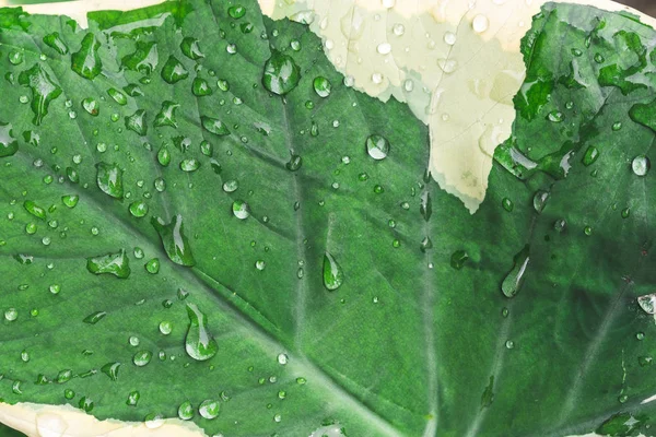 Droppe Vatten Tropiska Löv — Stockfoto