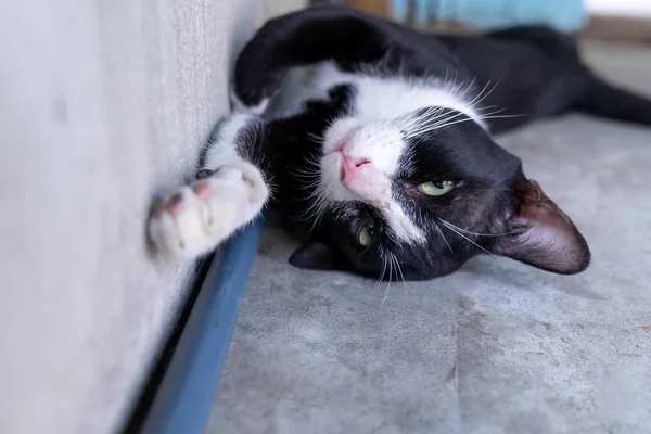 Streunende Schwarze Katze Mit Weißem Halsband Auf Dem Betonboden Liegend — Stockfoto