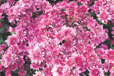 üstten görünüm taze pembe çiçek bahçesi desen arka plan